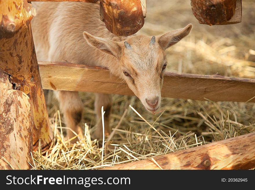 Close up front view of baby goat peeking head around corner