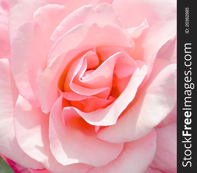 Close-up of pink rose showing petal details. Close-up of pink rose showing petal details