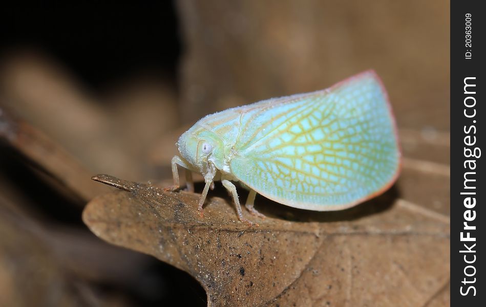 Small cicada(Ceisha distinctissima) on a leaf. Photo taken on: July 16th, 2011