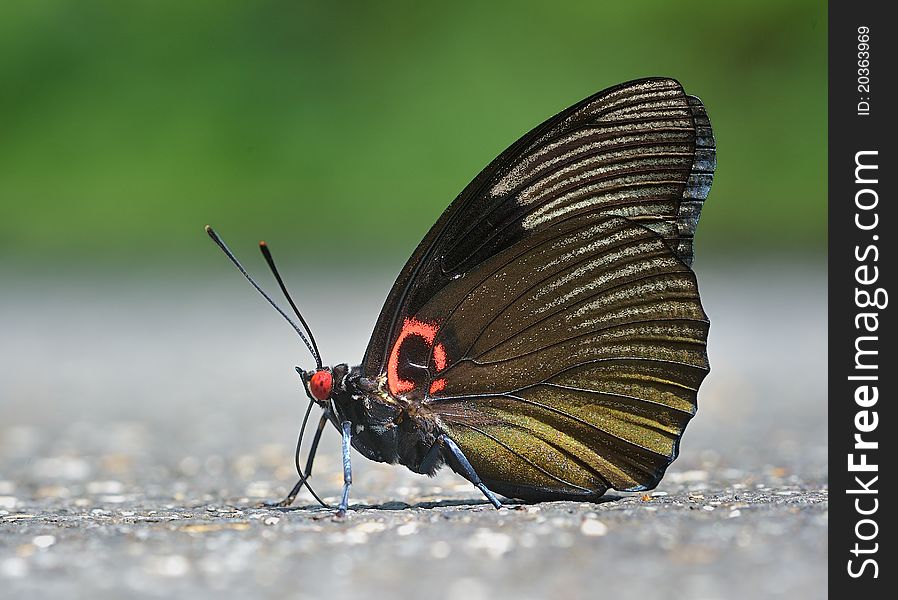 Butterfly -Sasakia funebris（Leech