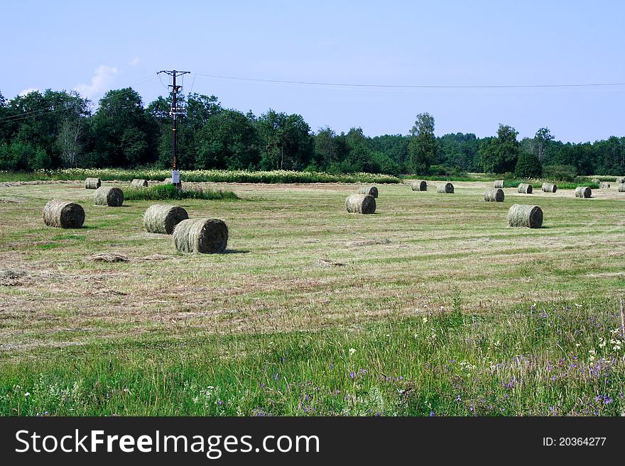 Foto Of Processed Agriculture Field In Day