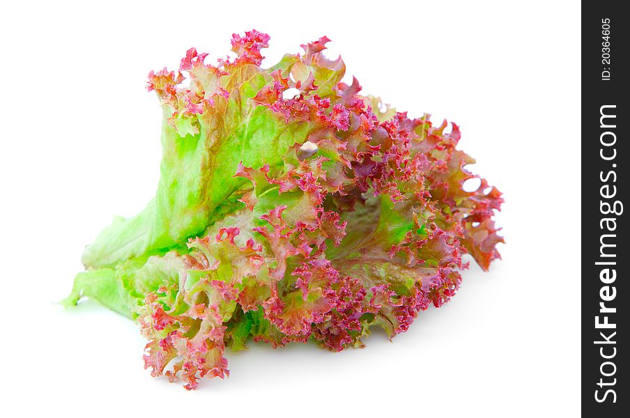 Red Oak lettuce  leaves on a white background. Red Oak lettuce  leaves on a white background