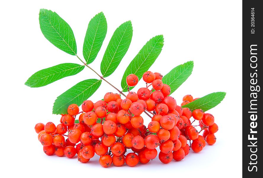 Ashberry with green leaves. isolated on a white background