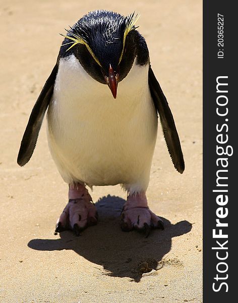 Crested penguin going for a walk