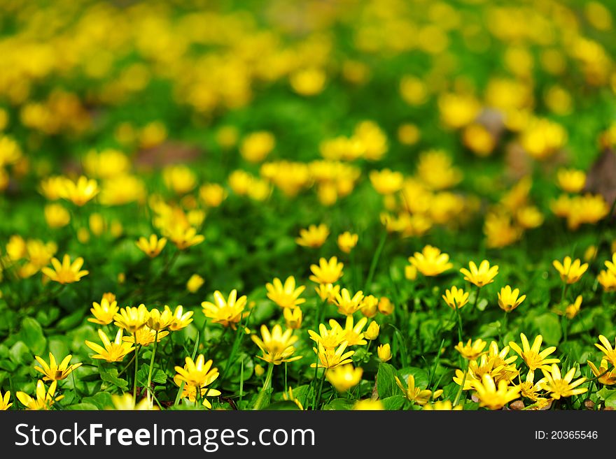 Yellow spring flowers macro close up