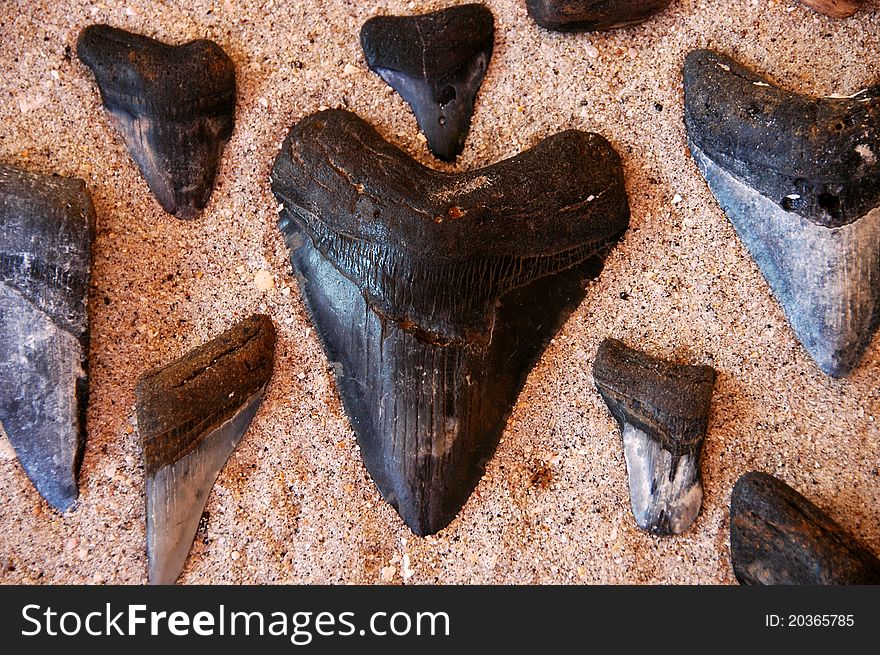 Fossil shark's teeth in a sandy background, found in South West Florida, USA