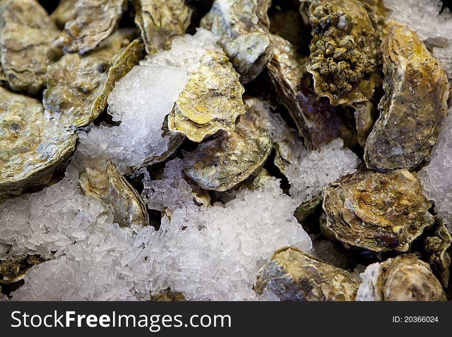 Fresh oysters on ice in a seafood market