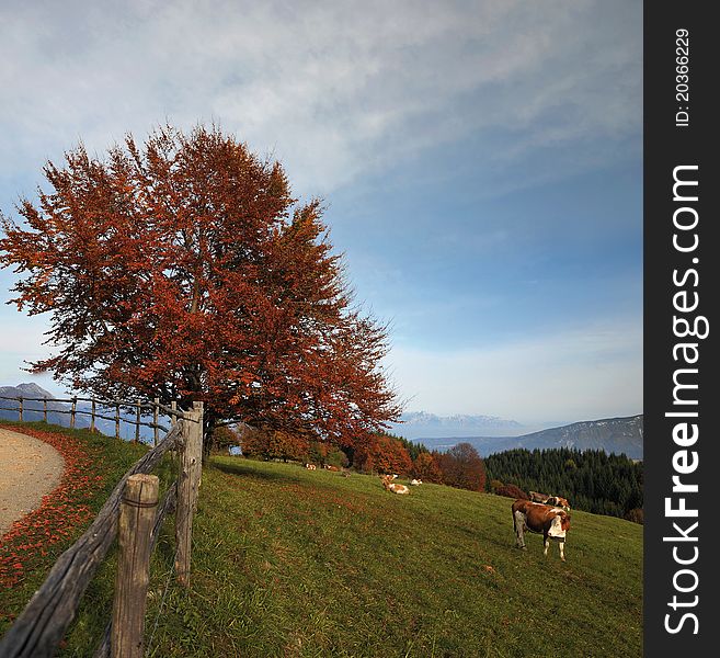 Cows in a meadow, countryside landscape