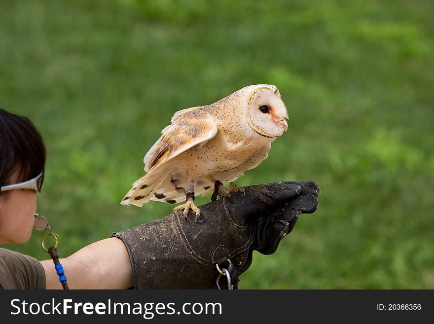 Demonstration of flight of a falconer and barn owl