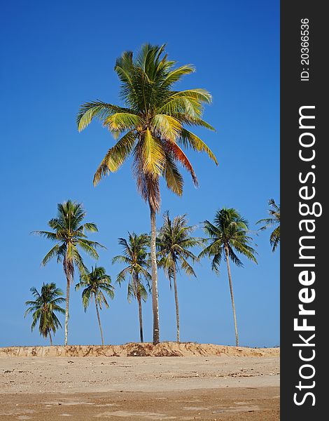 Tropical sand beach with coconut trees