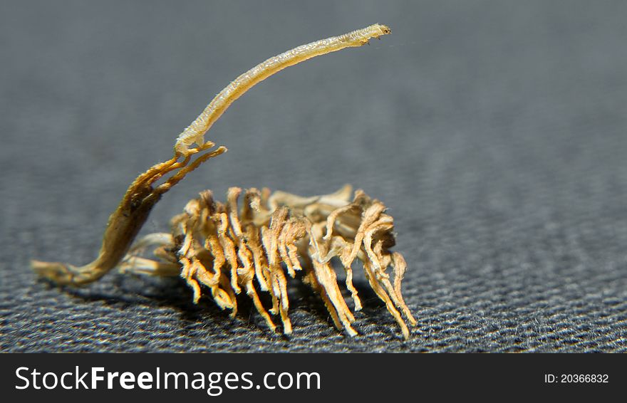 Carnivorous caterpillar (Eupithecia taurophragma) looks like a little twig. As soon as the animal sits on it, branch slams.