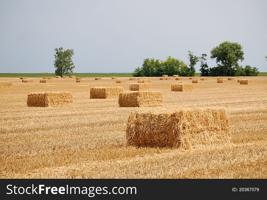 Big balls of straw in a meadow