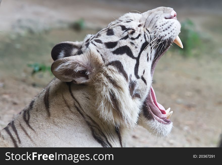 Close up White tiger's face while open its mouth