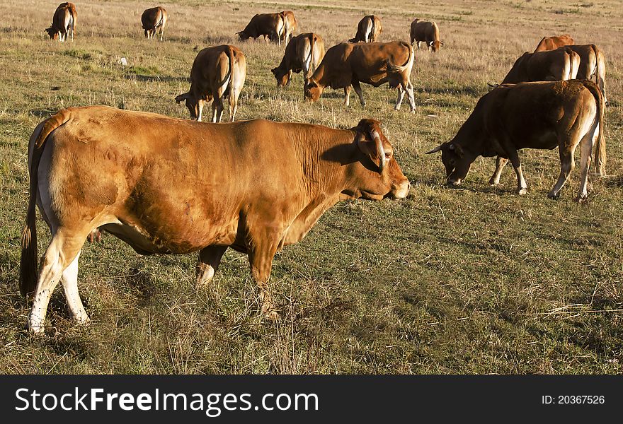 Cows eating in a field