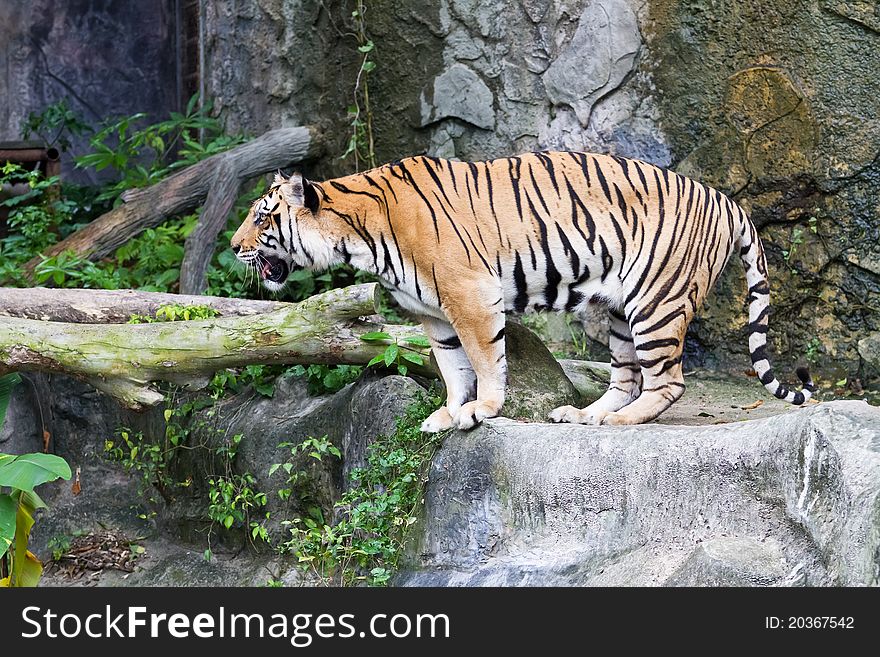 Tiger standing on the rock