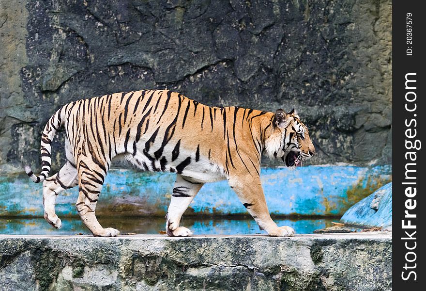 Tiger walking on the rock