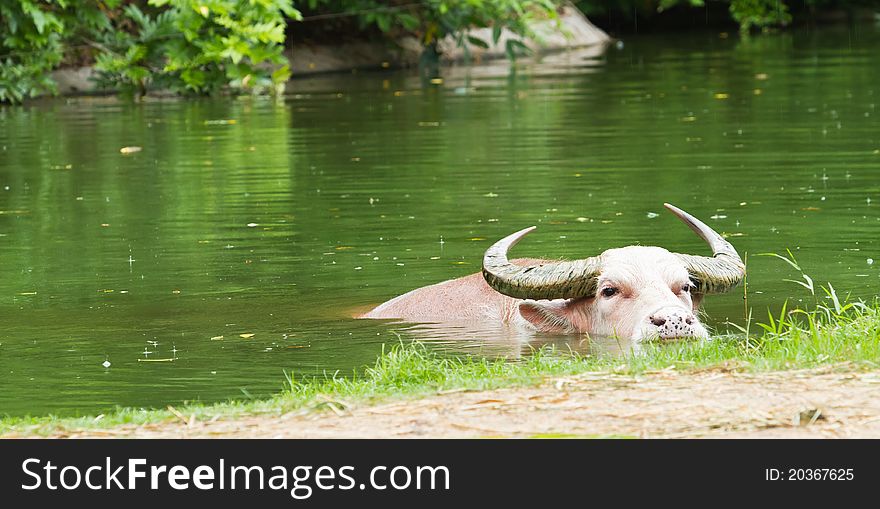 Albino buffalo