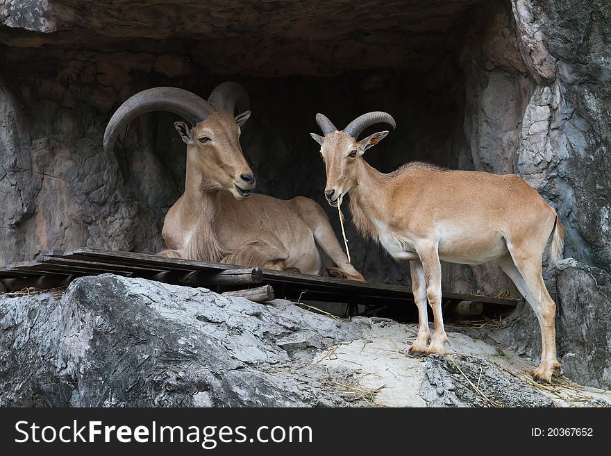 Brown Mountain Goats standing on the rock