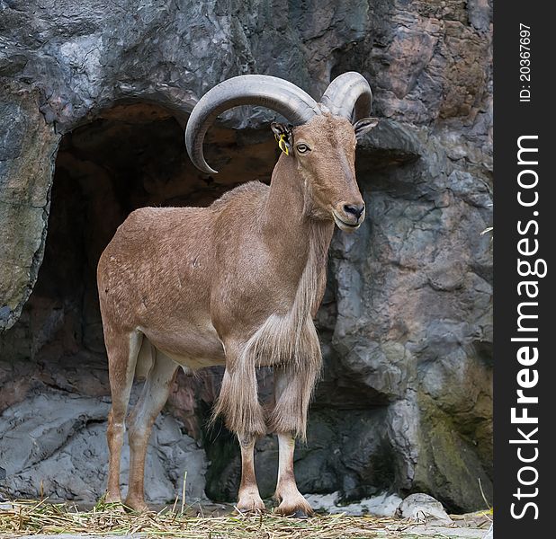 Brown Mountain Goat standing on the rock