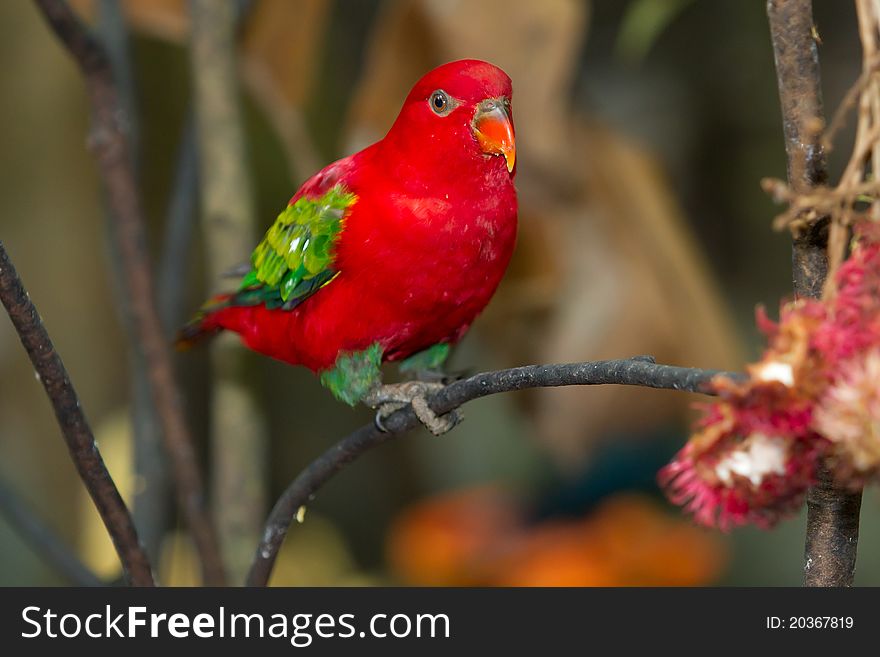 Beautiful red and green parrot. Beautiful red and green parrot