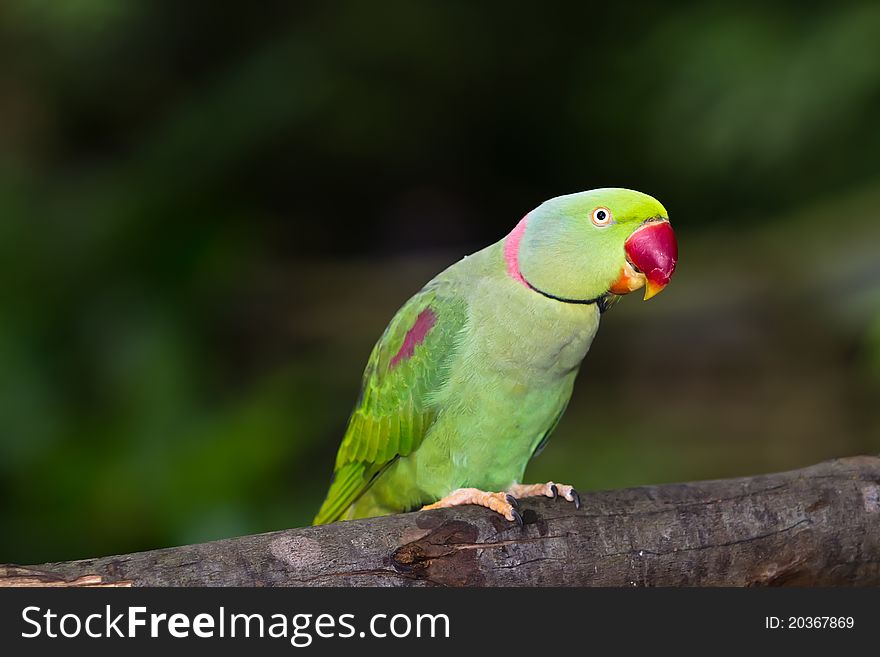 Green parrot bird in front of natural background