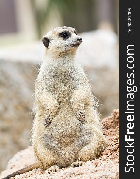 A meerkat standing on its hind legs