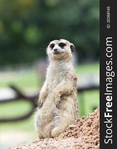 A meerkat standing on its hind legs