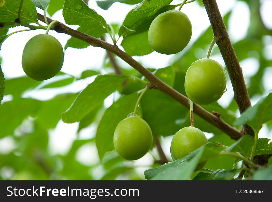 Maturing green plums are future harvest