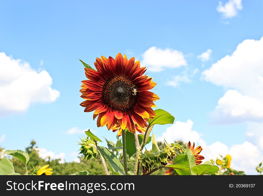 Bright red with a bumblebee sunflower on blue sky background. Bright red with a bumblebee sunflower on blue sky background