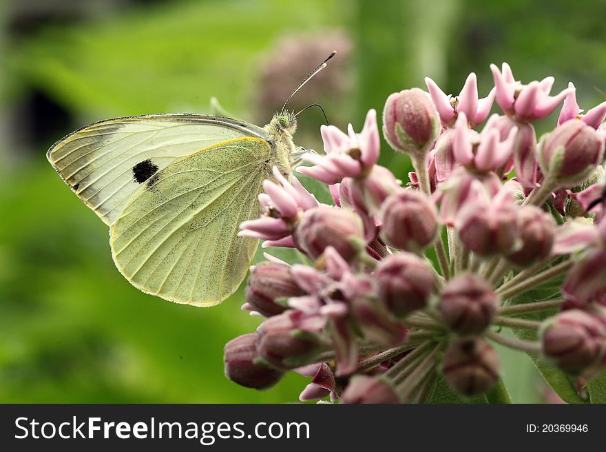 Small White on pink flowers