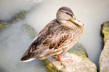 Mallard Duck Royalty Free Stock Photography
