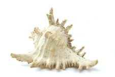 Conch  Gourd Shell Stock Images