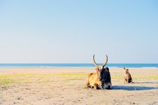 Cow Royalty Free Stock Photos Cow Royalty Free Stock Photos