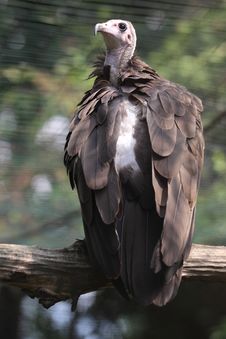 Hooded Vulture Stock Images
