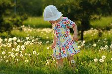 The Little Girl With Dandelions Royalty Free Stock Photo