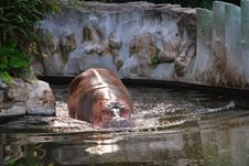Hippo At Dusk Stock Image