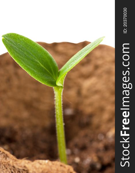 Small green plant in brown pot. Small green plant in brown pot