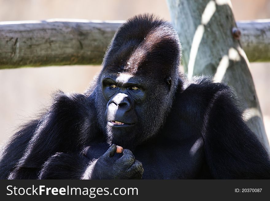 Big gorilla eating carrot and looking away