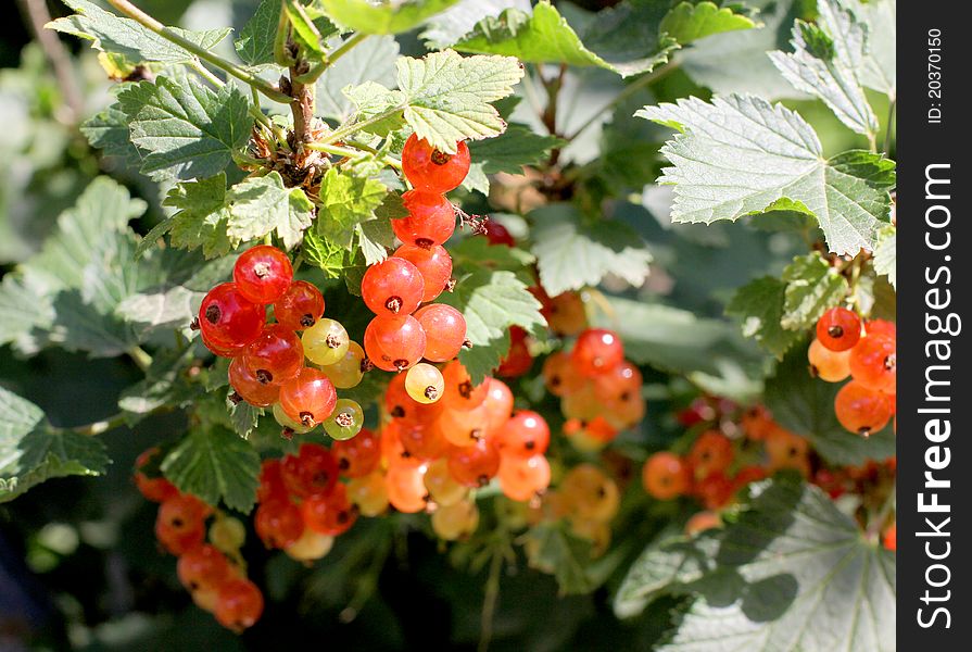 Color photo of currants on branch