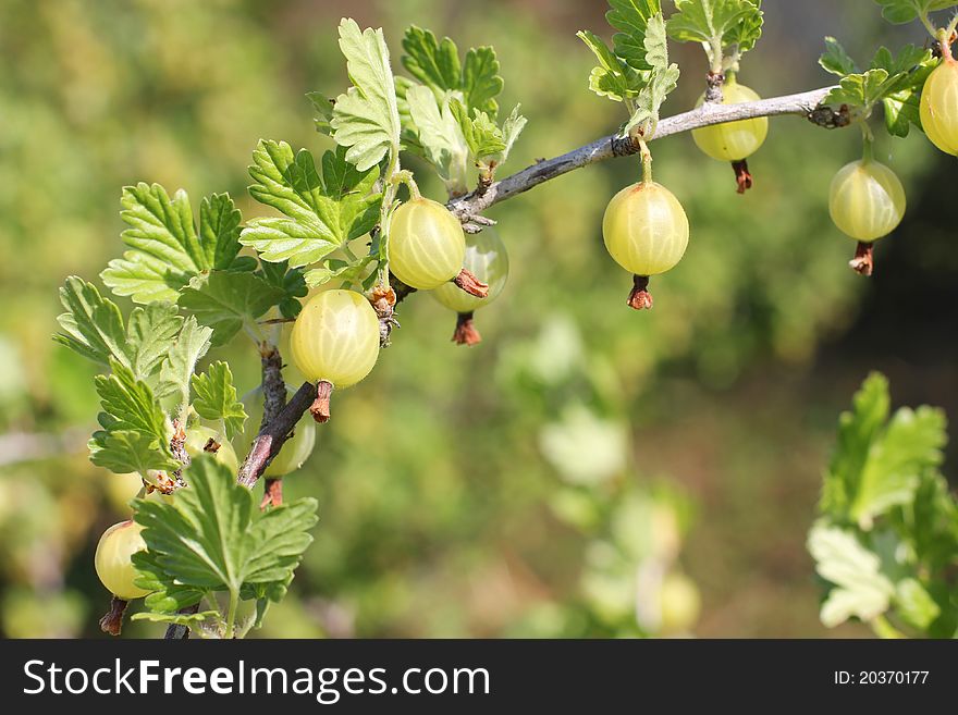 Color photo of gooseberries on a branch. Color photo of gooseberries on a branch