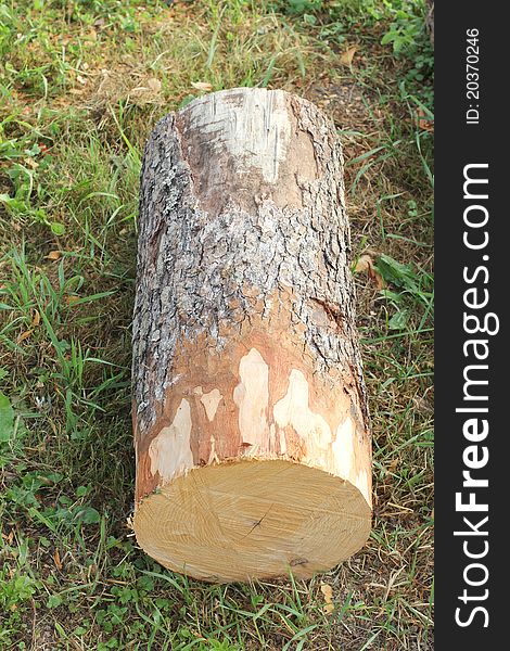 Large Timber