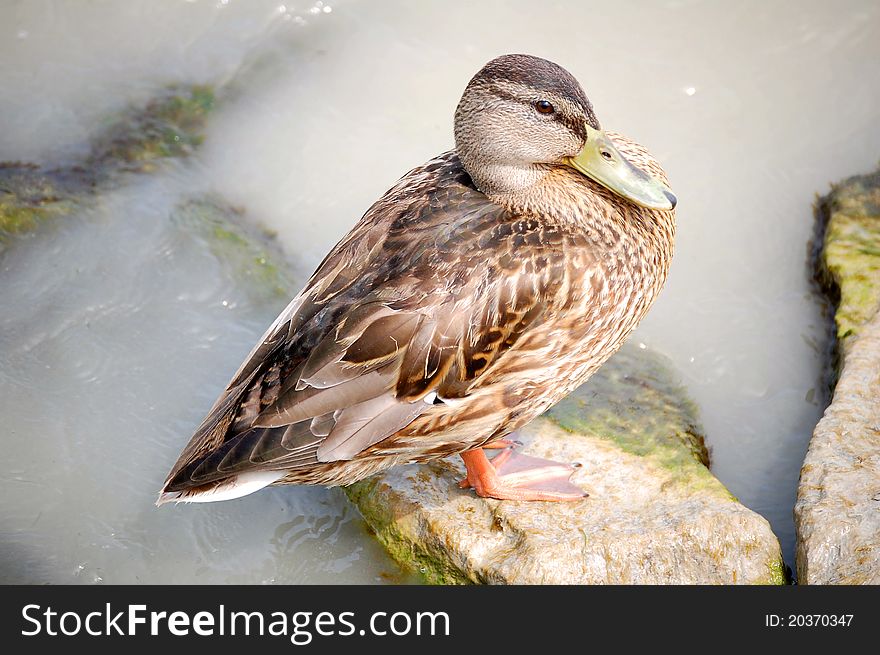 Side view of male Mallard duck on stone