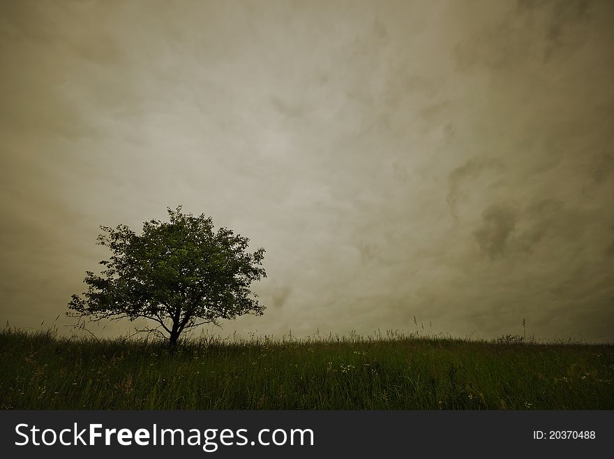 Lonely tree on the empty field