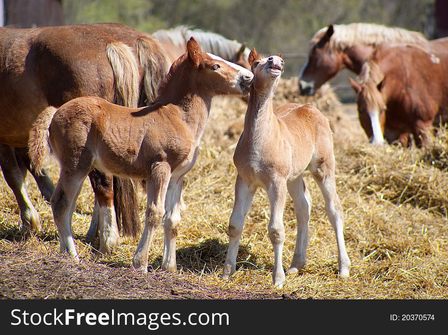 Two small brown stallion kiss. Two small brown stallion kiss