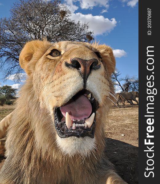 Juvenile lion in south africa. Juvenile lion in south africa