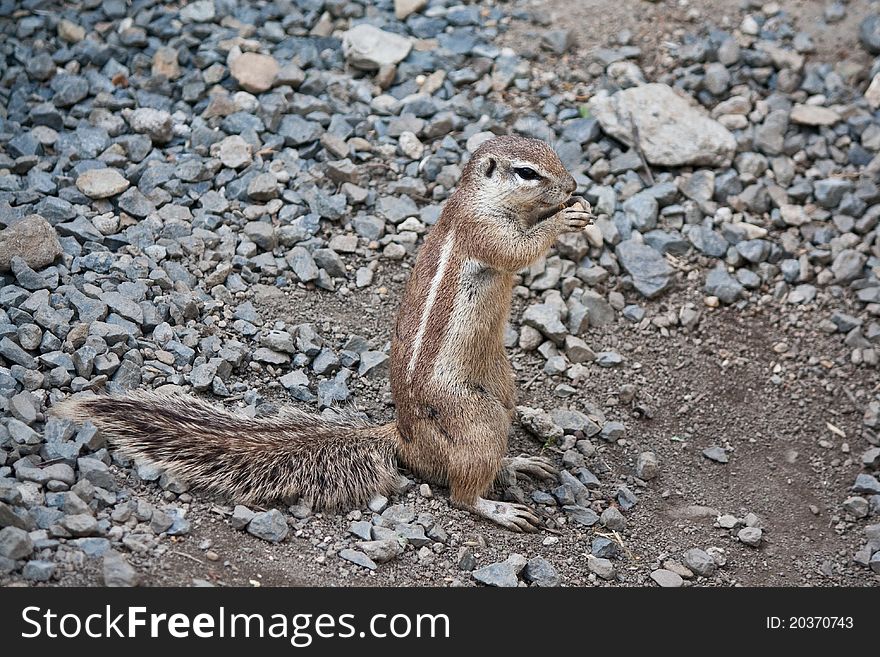 Cape ground squirrel ( xerus inauris) eating
