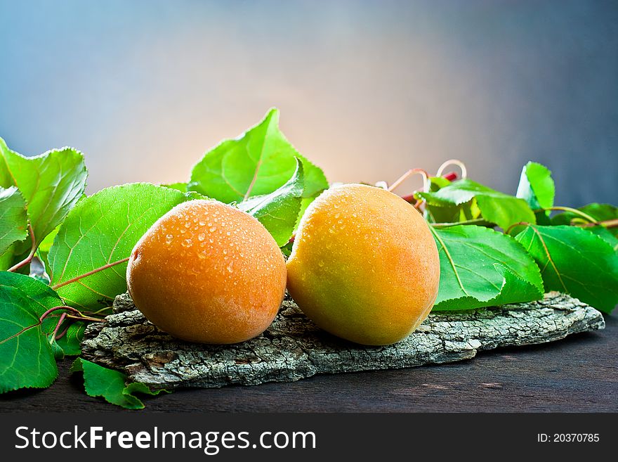 Two two apricots on bark of tree with background of leaves. Two two apricots on bark of tree with background of leaves