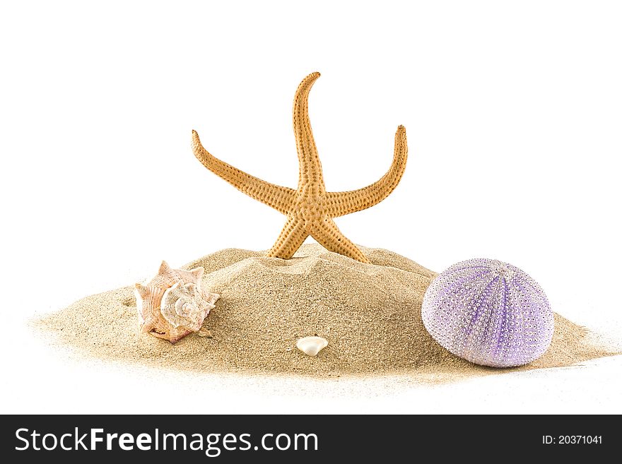 Starfish,urchin and seashell on sand