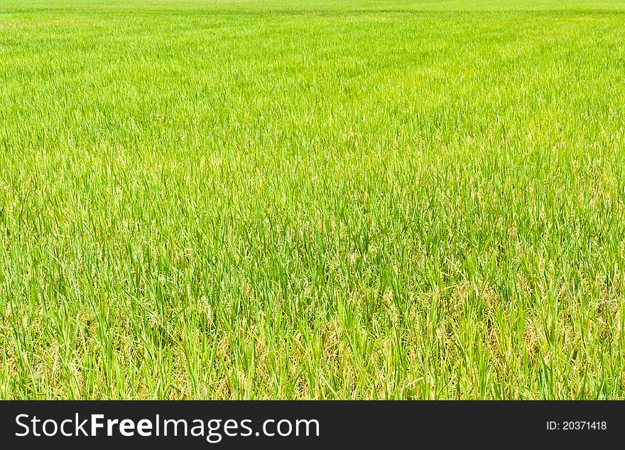 The start rice grains, yellow green leaves. The start rice grains, yellow green leaves