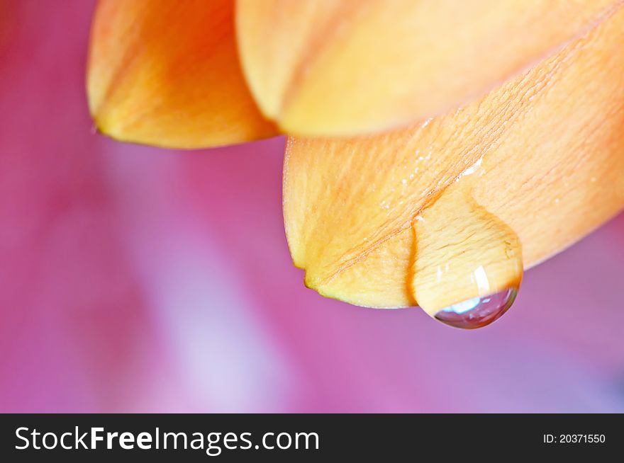 Detailed view of beautiful petals on a pink background.
